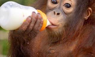 Orang-Utans - Die unbekannten Menschenaffen