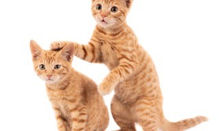 Poeslief 2
