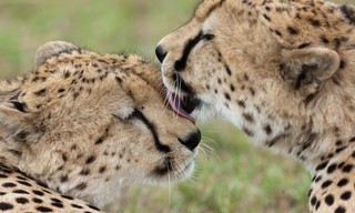Predator bloodlines