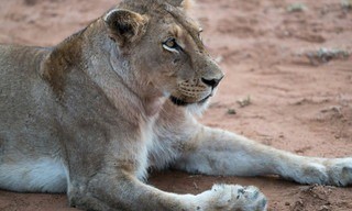 Predator v prey