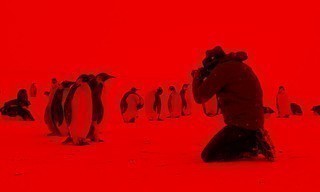 Rückkehr zum Land der Pinguine