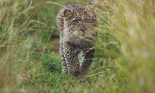 Serengeti - Wilde Geschichten aus der Savanne