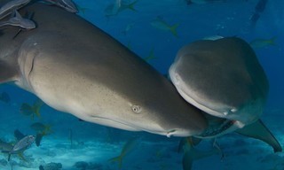 Shark Eat Shark