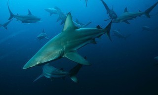 Shark week