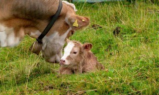 Sommer auf der Augstwiesalm