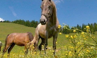 Steirischer Almsommer - Fronleichnam in der Lipizzanerheimat