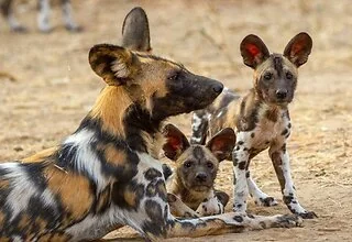 Attenborough: Kingdom