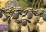 Shaun het schaap