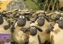 Shaun het schaap