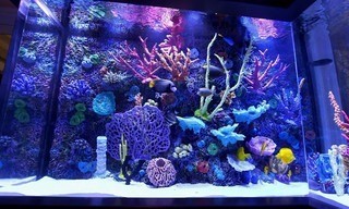 Tanked