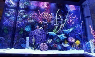 Tanked