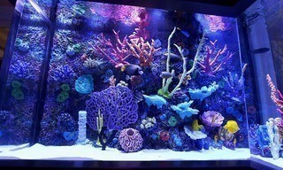 Tanked