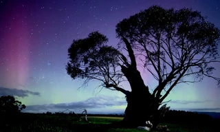 Tasmaniens wundersame Tierwelt