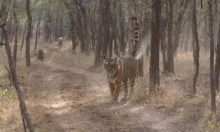 The World's Most Famous Tiger