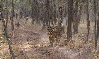 The World's Most Famous Tiger
