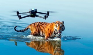 Tiger Island