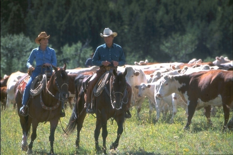 The Horse Whisperer