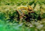Tour de France