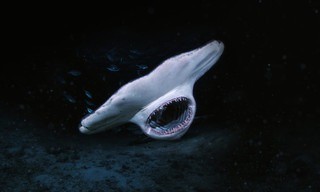 When Sharks Attack... And Why