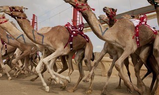 Wild Arabia