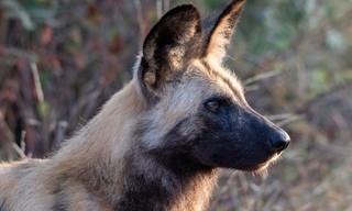 Wilde Honden: Met de Roedel mee