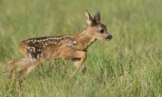 Wildes Oldenburger Land - Moore, Wälder, Wiesen