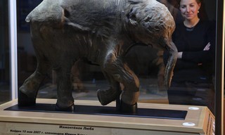 Woolly mammoth: Secrets from the ice