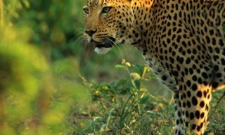 World's Deadliest Animals