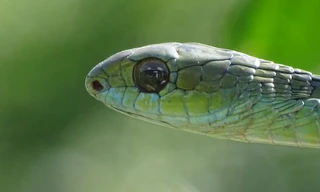 World's Deadliest Snakes