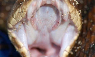 World's Deadliest: Super Snakes