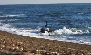 World's Deadliest Whale