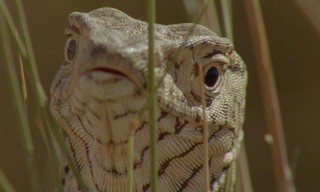 World's Weirdest Animal Faces