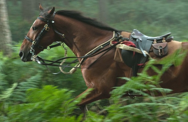 War Horse