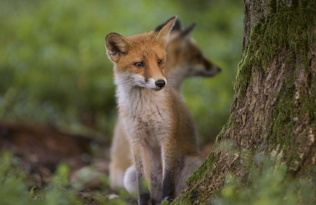 Wild op de Veluwe