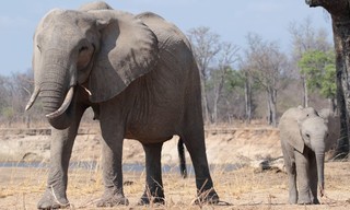 Zambia Untamed