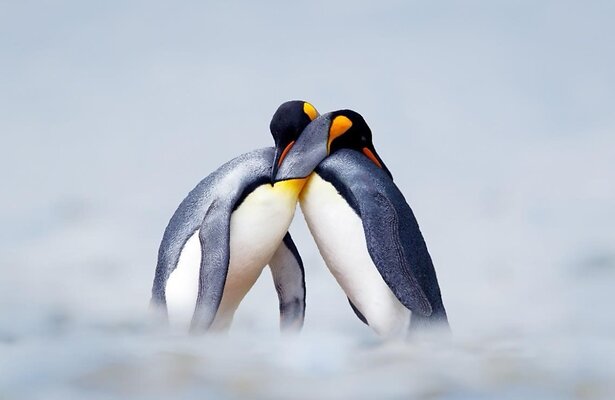 Love Nature 