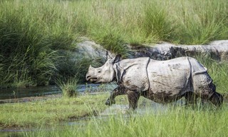Africa's River Titans