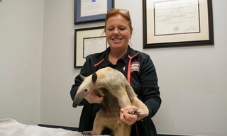 Animal ER