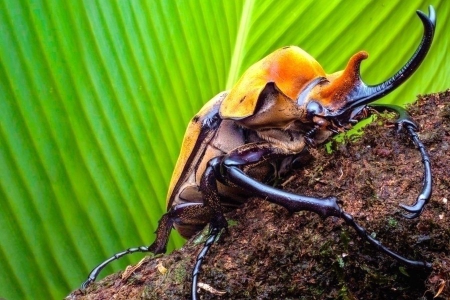 A Real Bug's Life