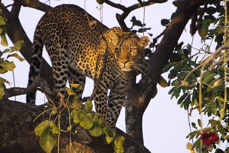 Attenborough: Kingdom