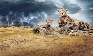 Chasing the rains