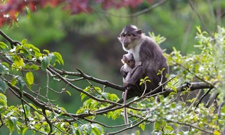 Dublin Zoo