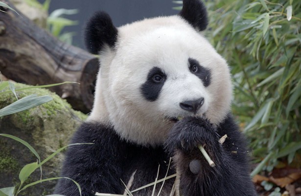 Panda Fan Xing