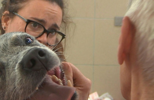 Dierendokters 24/7