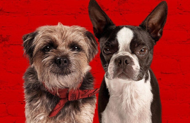 Honden uit de film Doggy Style