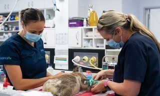 Eerste Hulp van een Dierenziekenhuis