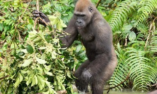 Erlebnis Erde: Gorillas hautnah