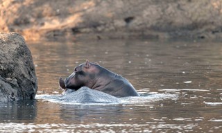 Erlebnis Erde: Kämpfer und Könige - Afrikas Flusspferde