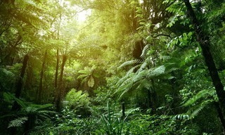 Iberia's Woodlands