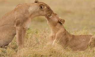Killer Safari Compilation
